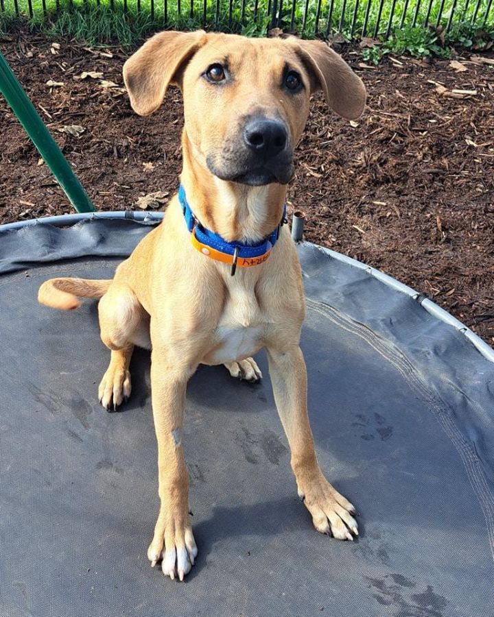 Woods creek pitbull sales rescue