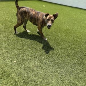 Chloe, Adult Female Mixed Breed