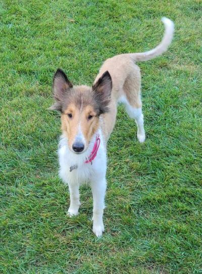 Hairless collie sales