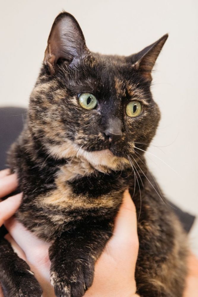 Cat for adoption Beatrice a Tortoiseshell in Harrison AR