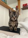 Clementine