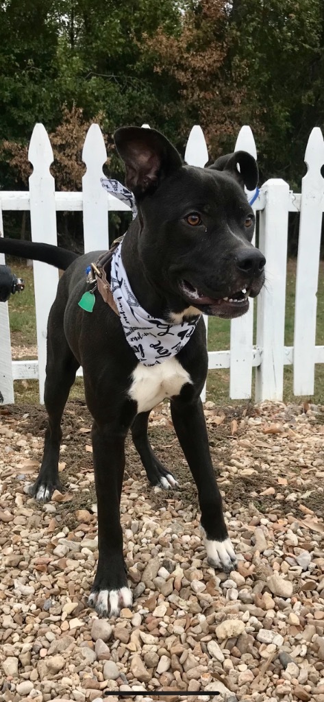 Chicago, an adoptable Pit Bull Terrier, Mixed Breed in Saint Francisville, LA, 70775 | Photo Image 1