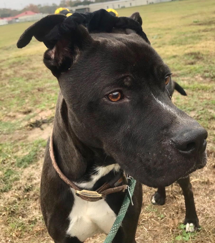 Chicago, an adoptable Pit Bull Terrier, Mixed Breed in Saint Francisville, LA, 70775 | Photo Image 3