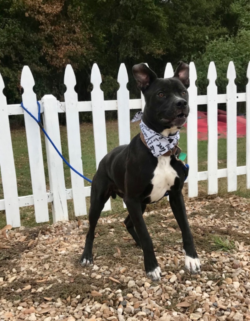 Chicago, an adoptable Pit Bull Terrier, Mixed Breed in Saint Francisville, LA, 70775 | Photo Image 4