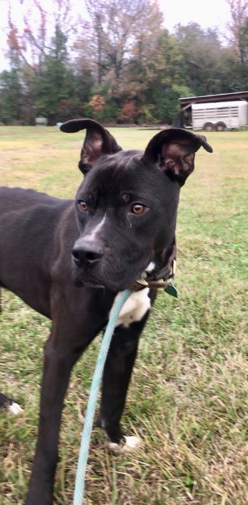 Chicago, an adoptable Pit Bull Terrier, Mixed Breed in Saint Francisville, LA, 70775 | Photo Image 5