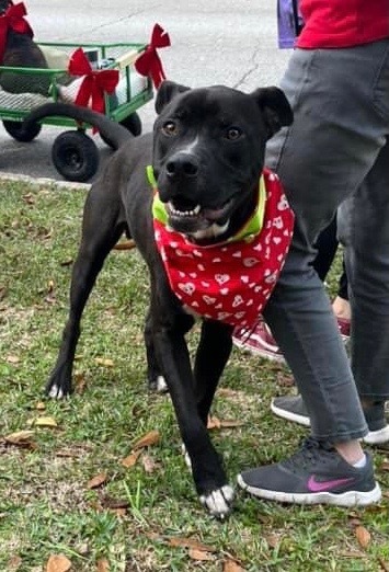 Chicago, an adoptable Pit Bull Terrier, Mixed Breed in Saint Francisville, LA, 70775 | Photo Image 6