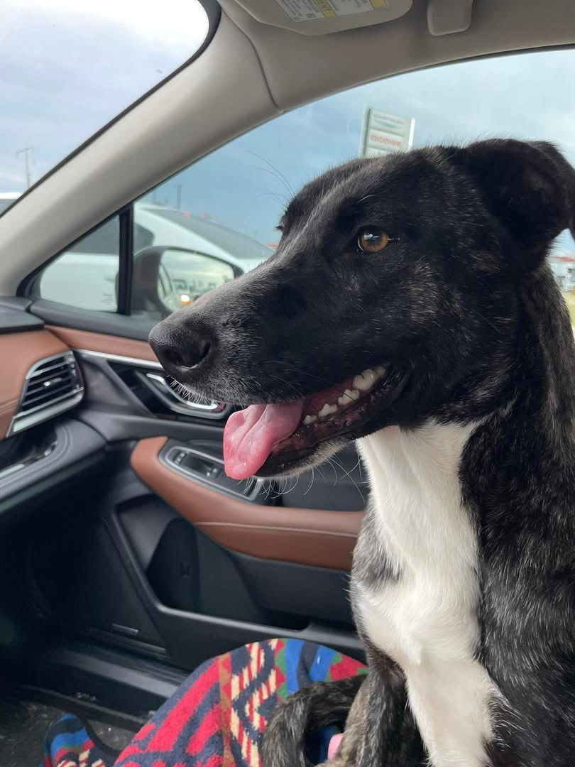 Dahlia, an adoptable Mountain Cur, Collie in Shreveport, LA, 71119 | Photo Image 1