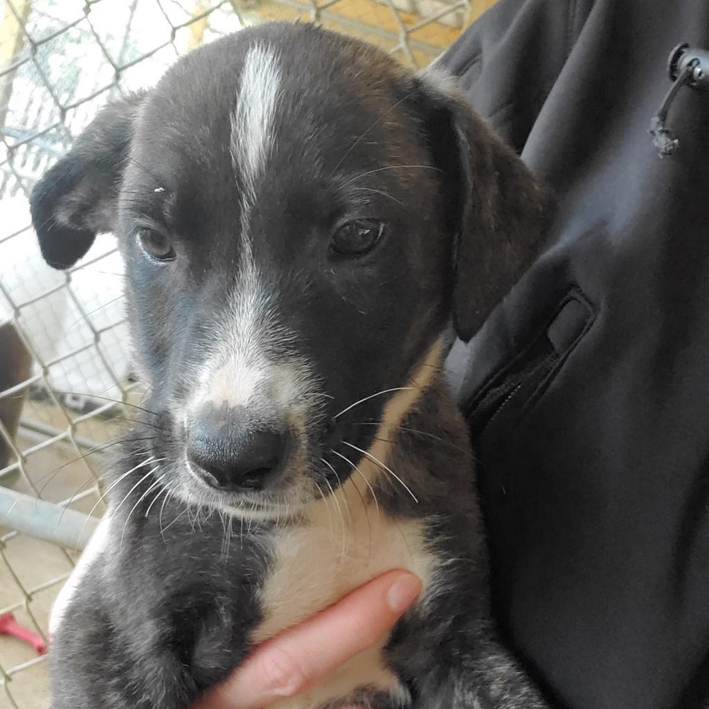 Dahlia, an adoptable Mountain Cur, Collie in Shreveport, LA, 71119 | Photo Image 2