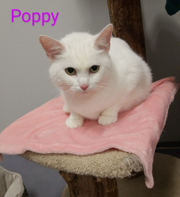 Poppy 8