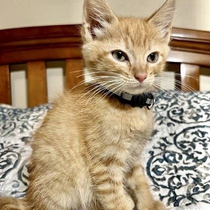 Cat for adoption - Fawn, a Domestic Short Hair in Lacey, WA | Petfinder