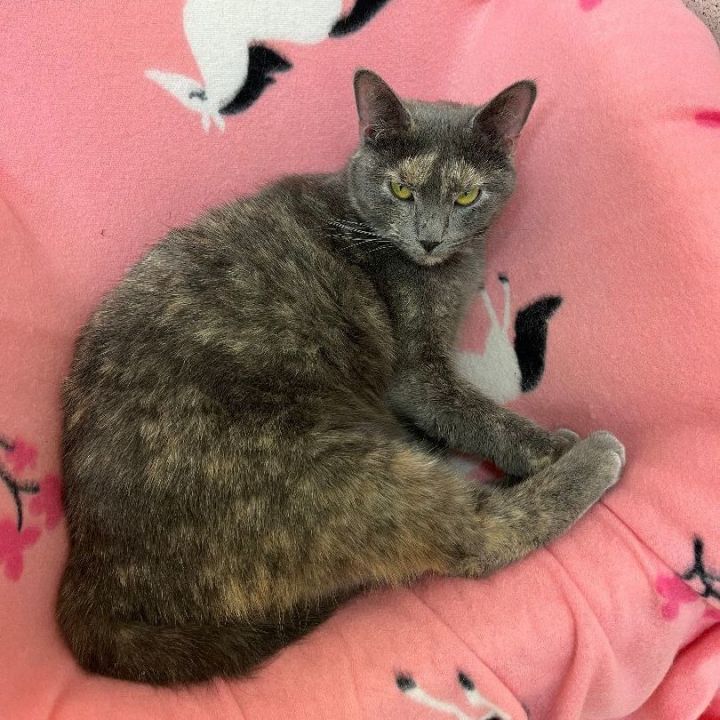 Peachy, an adoptable Domestic Short Hair in Naperville, IL_image-5