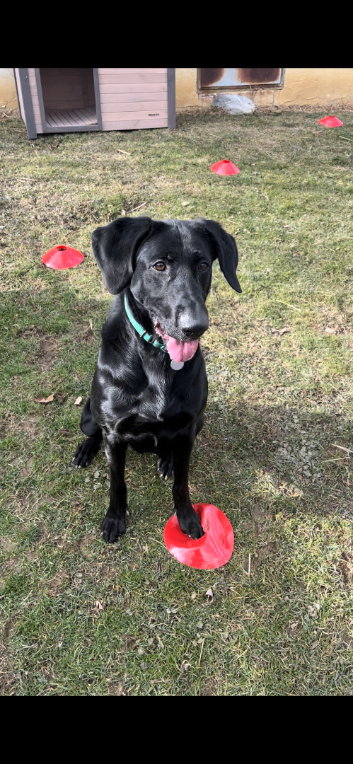 Petfinder labrador hot sale