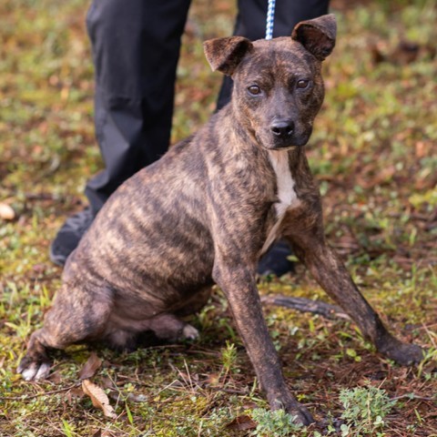 Dog for adoption - MARCUS-28221, a Pit Bull Terrier in Bartlett, TN ...