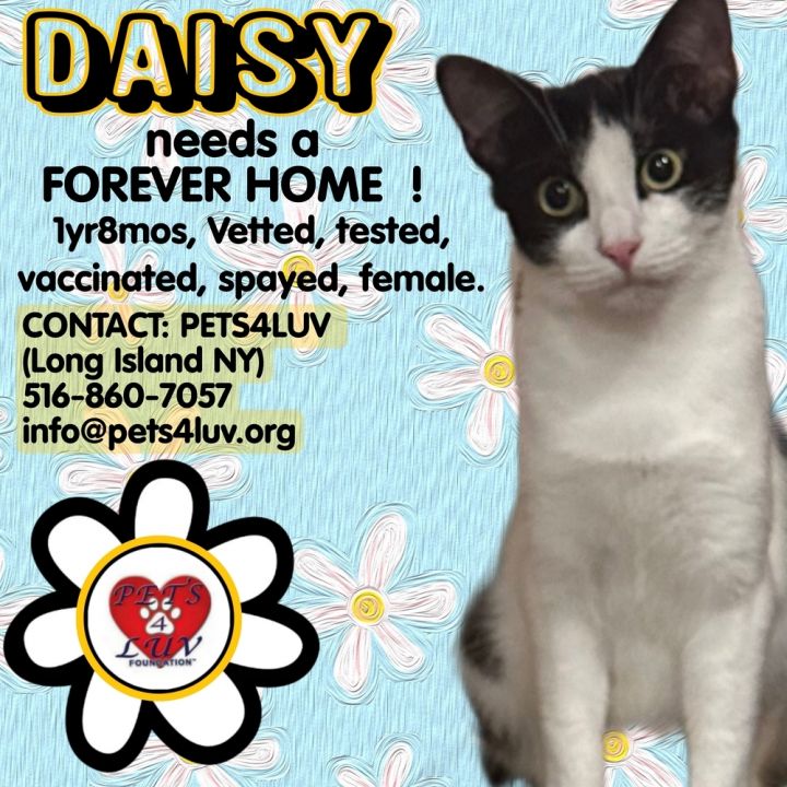 Daisy 3