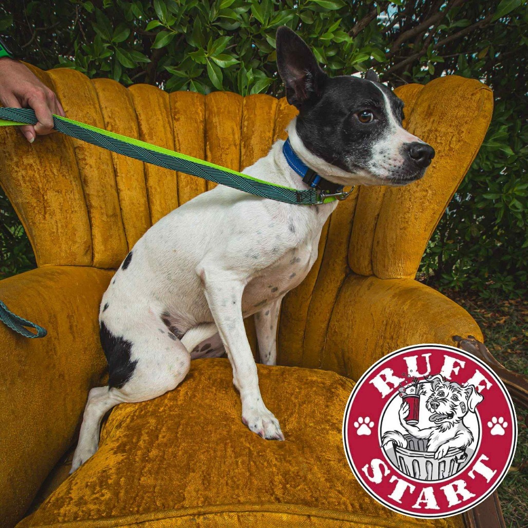 Chili, an adoptable Mixed Breed in Frederiksted, VI, 00840 | Photo Image 1