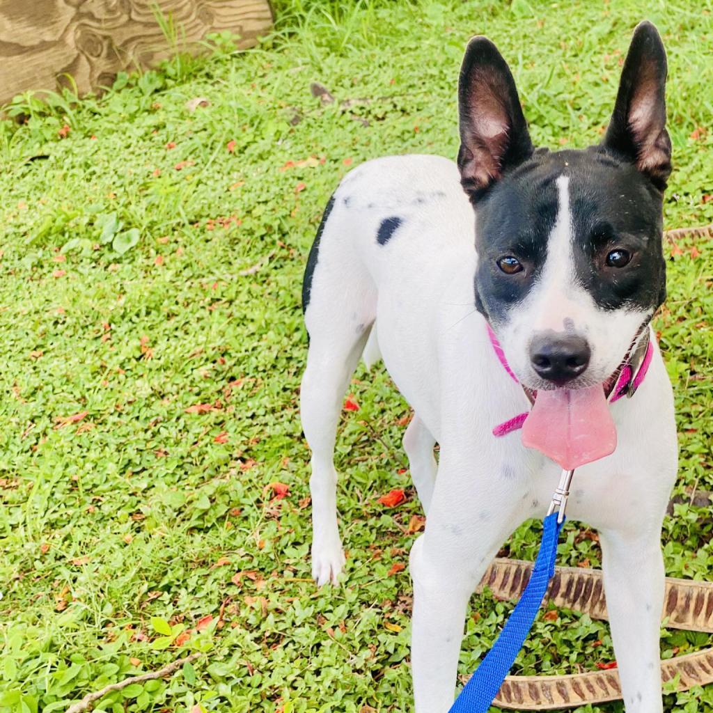 Chili, an adoptable Mixed Breed in Frederiksted, VI, 00840 | Photo Image 2