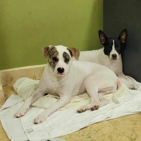 Chili, an adoptable Mixed Breed in Frederiksted, VI, 00840 | Photo Image 5