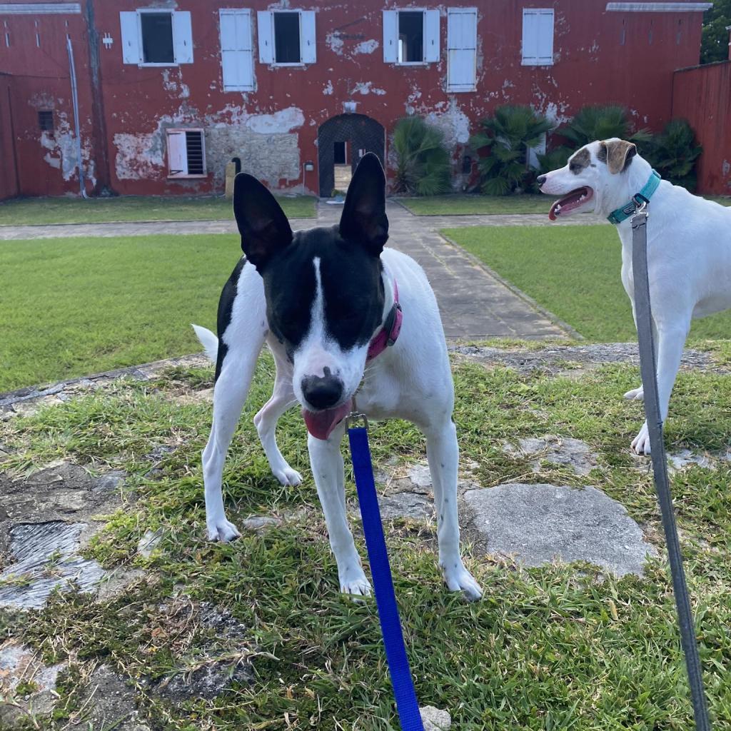 Chili, an adoptable Mixed Breed in Frederiksted, VI, 00840 | Photo Image 5