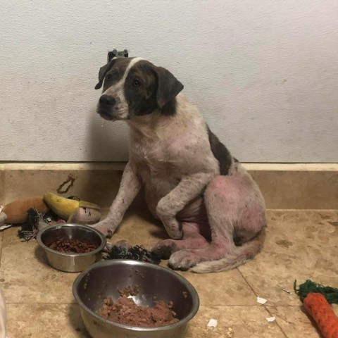 Arista, an adoptable Mixed Breed in Frederiksted, VI, 00840 | Photo Image 2