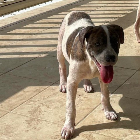 Arista, an adoptable Mixed Breed in Frederiksted, VI, 00840 | Photo Image 4