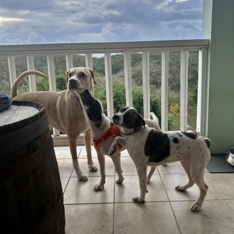 Arista, an adoptable Mixed Breed in Frederiksted, VI, 00840 | Photo Image 5