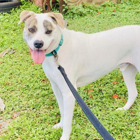 T-Boz, an adoptable Mixed Breed in Frederiksted, VI, 00840 | Photo Image 1