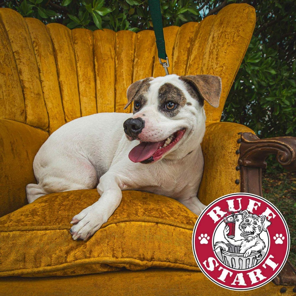 T-Boz, an adoptable Mixed Breed in Frederiksted, VI, 00840 | Photo Image 1