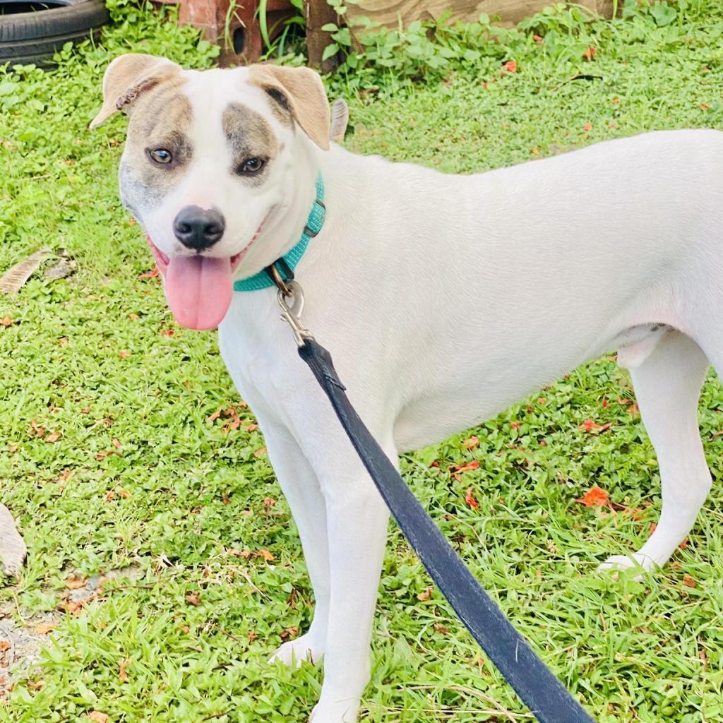 T-Boz, an adoptable Mixed Breed in Frederiksted, VI, 00840 | Photo Image 2