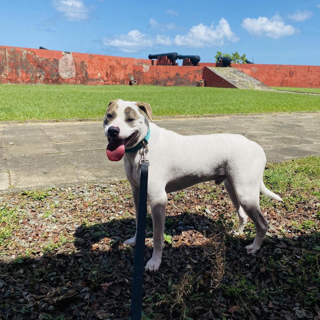T-Boz, an adoptable Mixed Breed in Frederiksted, VI, 00840 | Photo Image 3