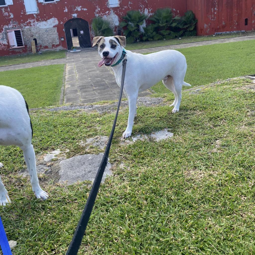 T-Boz, an adoptable Mixed Breed in Frederiksted, VI, 00840 | Photo Image 4