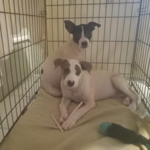 T-Boz, an adoptable Mixed Breed in Frederiksted, VI, 00840 | Photo Image 5