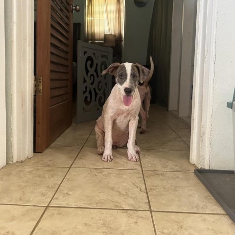 Lilo, an adoptable Mixed Breed in Frederiksted, VI, 00840 | Photo Image 3