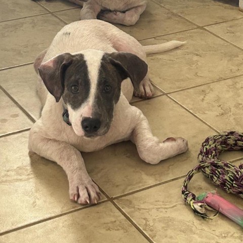 Lilo, an adoptable Mixed Breed in Frederiksted, VI, 00840 | Photo Image 5