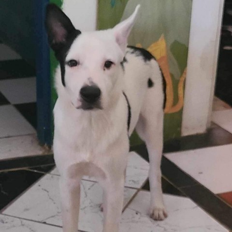 Domino, an adoptable Mixed Breed in Frederiksted, VI, 00840 | Photo Image 1