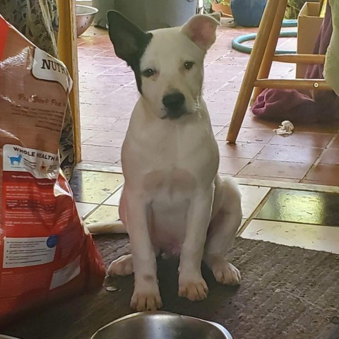 Domino, an adoptable Mixed Breed in Frederiksted, VI, 00840 | Photo Image 3