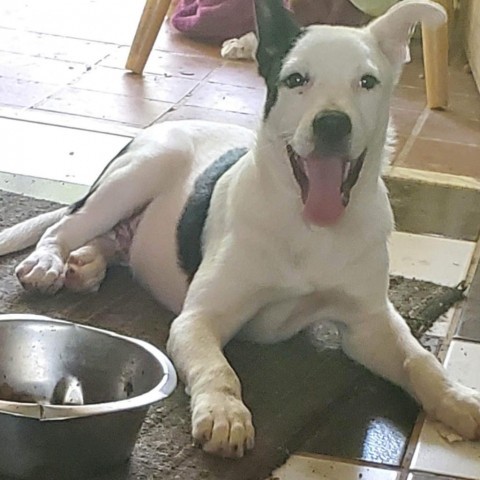 Domino, an adoptable Mixed Breed in Frederiksted, VI, 00840 | Photo Image 4