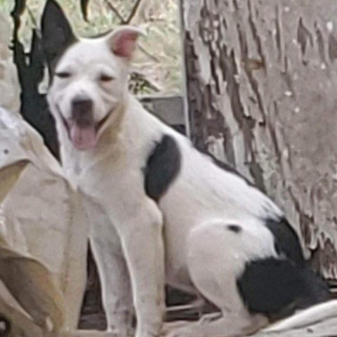 Domino, an adoptable Mixed Breed in Frederiksted, VI, 00840 | Photo Image 5