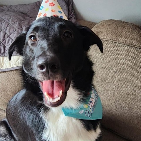 Cleo, an adoptable Labrador Retriever, Rough Collie in Duluth, MN, 55803 | Photo Image 2