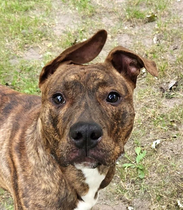 Brindle boxer 2024 terrier mix