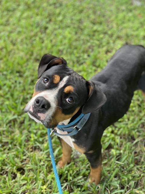HONEY, an adoptable Entlebucher, Mixed Breed in Fort Lauderdale, FL, 33312 | Photo Image 1