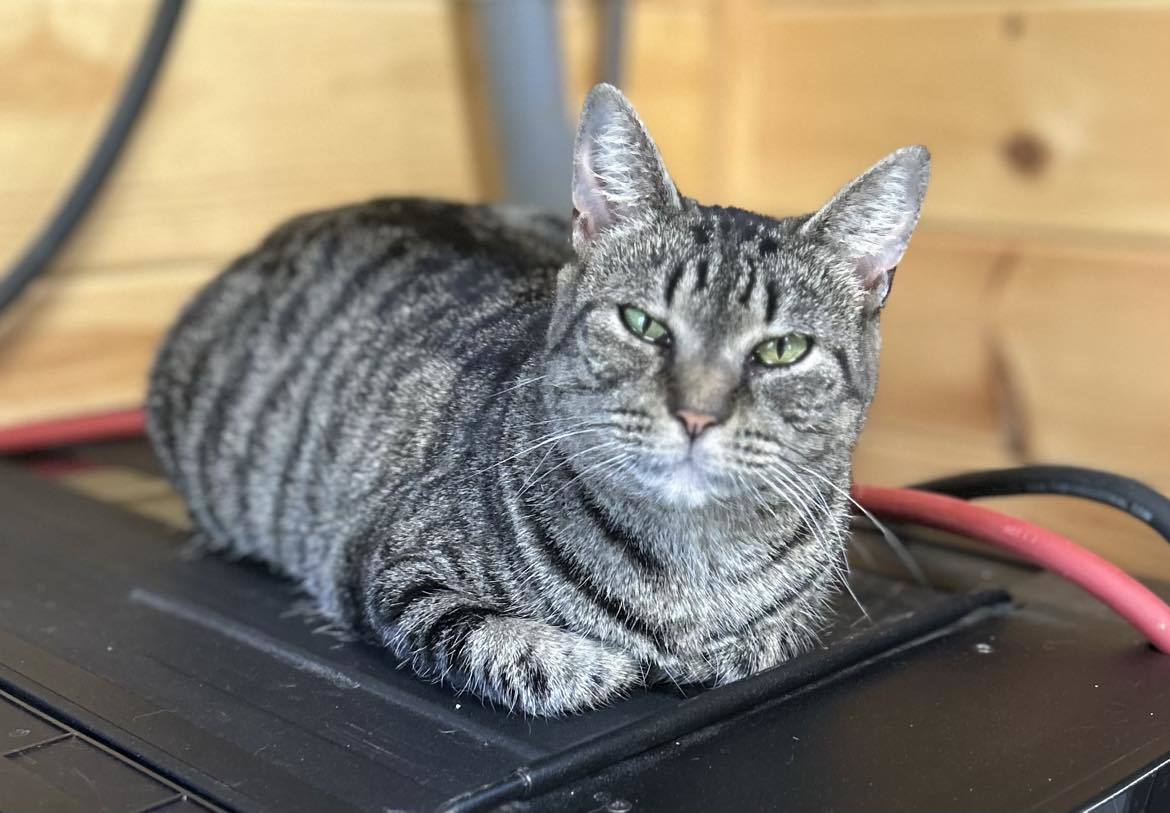 YOKO, an adoptable Tabby in Capshaw, AL, 35742 | Photo Image 1