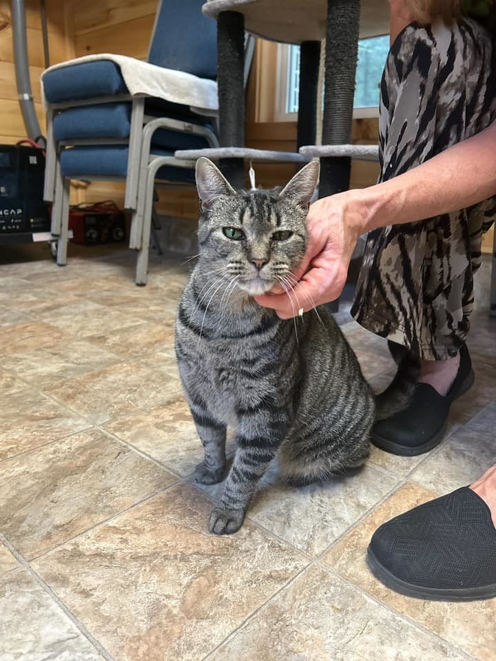 YOKO, an adoptable Tabby in Capshaw, AL, 35742 | Photo Image 2
