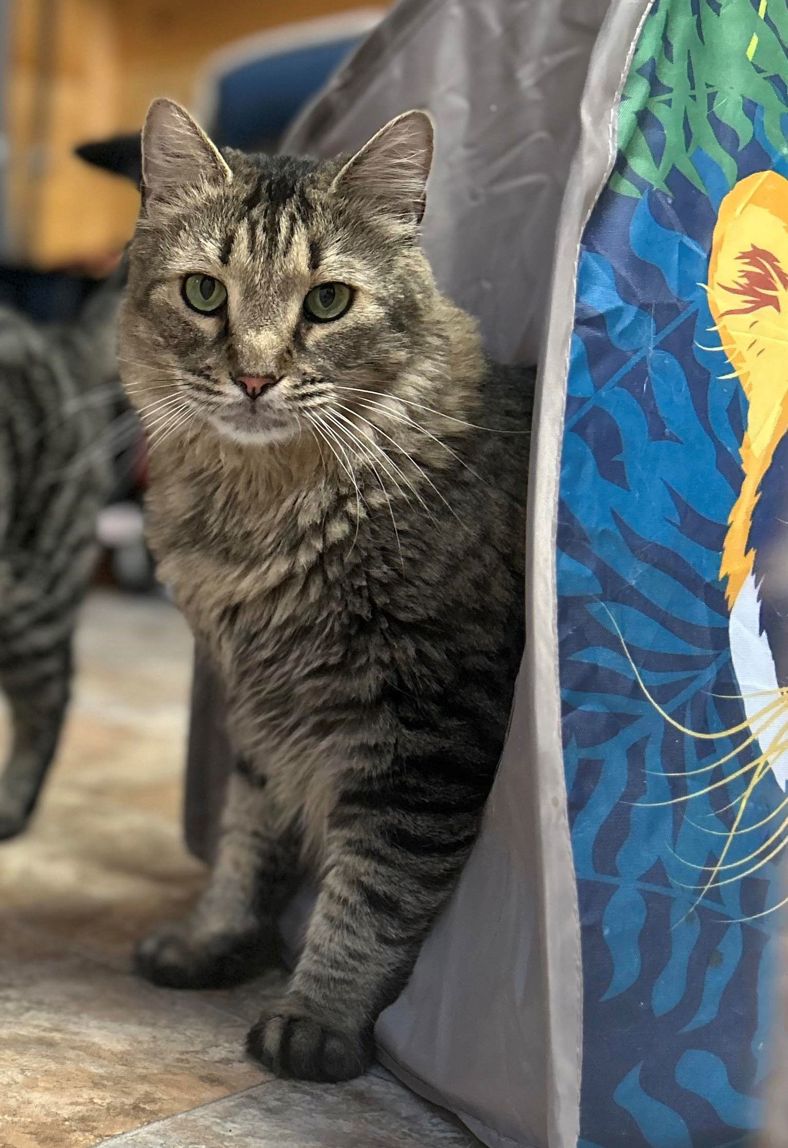 GYPSY, an adoptable Tabby, Domestic Medium Hair in Capshaw, AL, 35742 | Photo Image 1