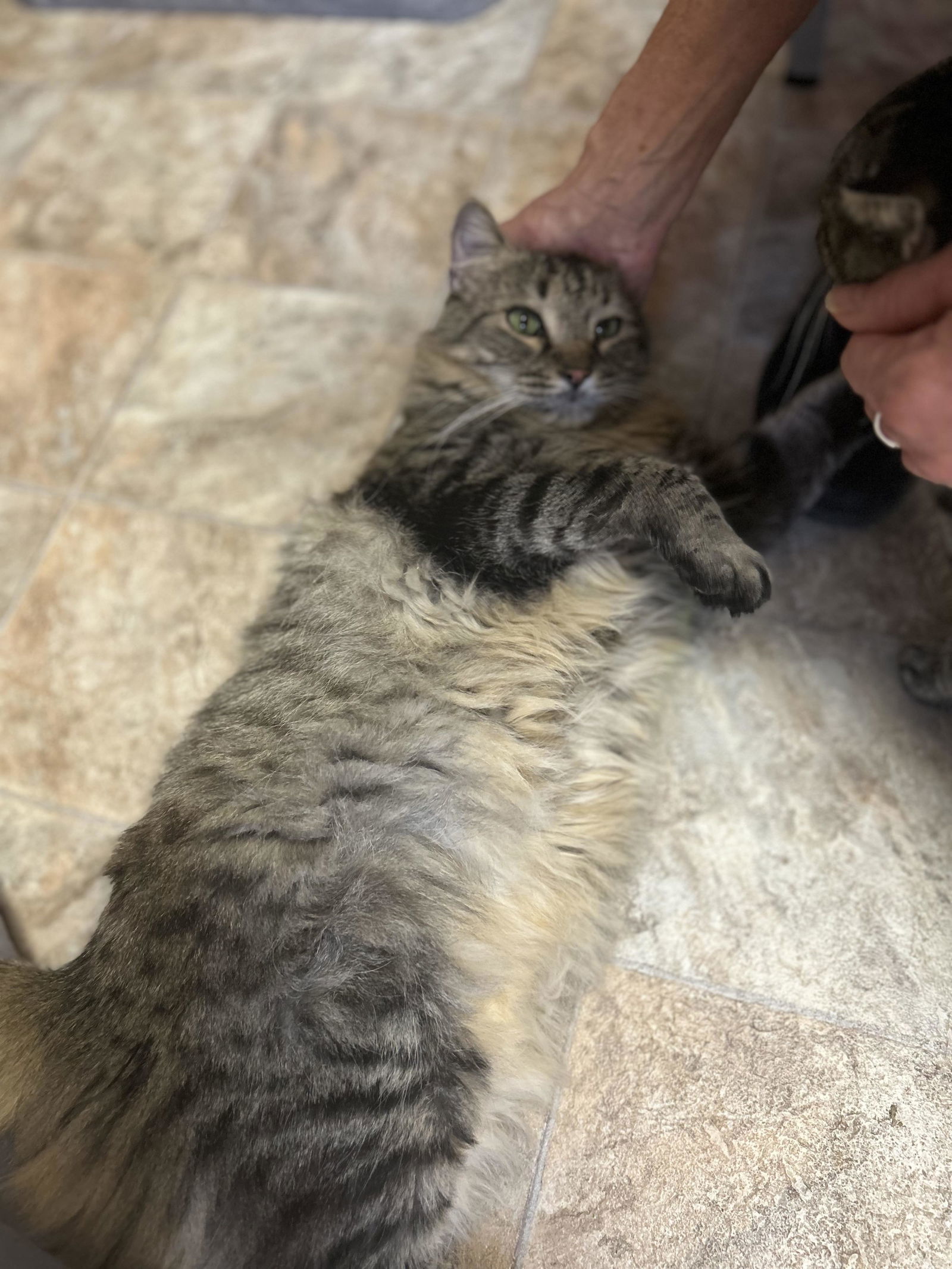 GYPSY, an adoptable Tabby, Domestic Medium Hair in Capshaw, AL, 35742 | Photo Image 2
