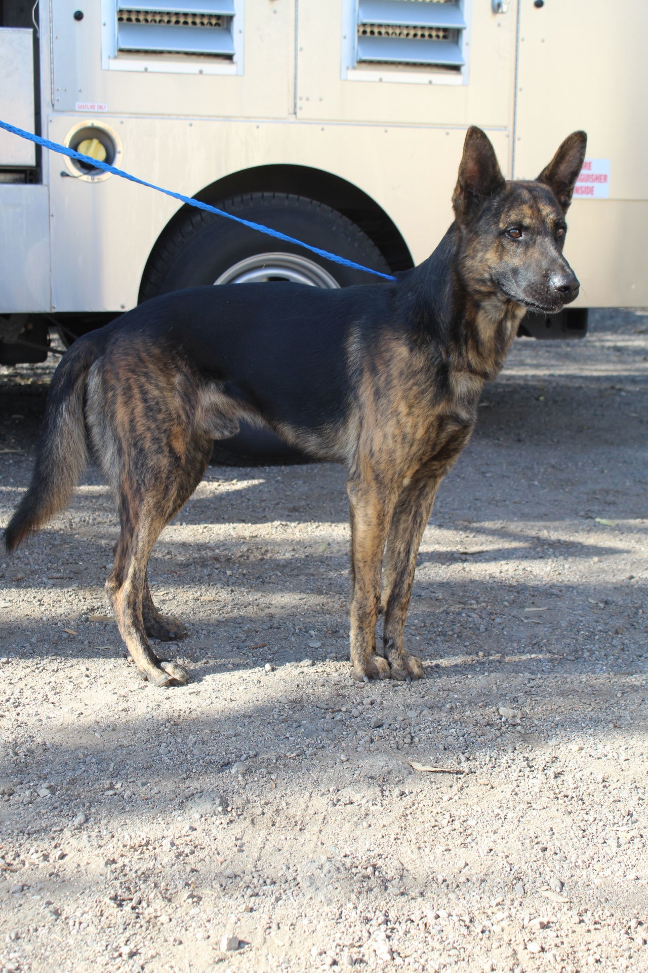 Grizmo, an adoptable Shepherd in El Centro, CA, 92243 | Photo Image 1