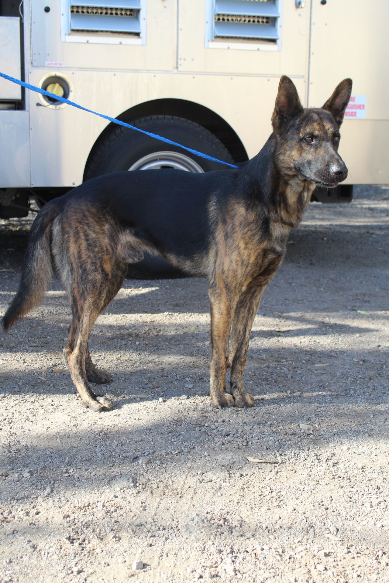 Grizmo, an adoptable Shepherd, Dutch Shepherd in El Centro, CA, 92243 | Photo Image 1