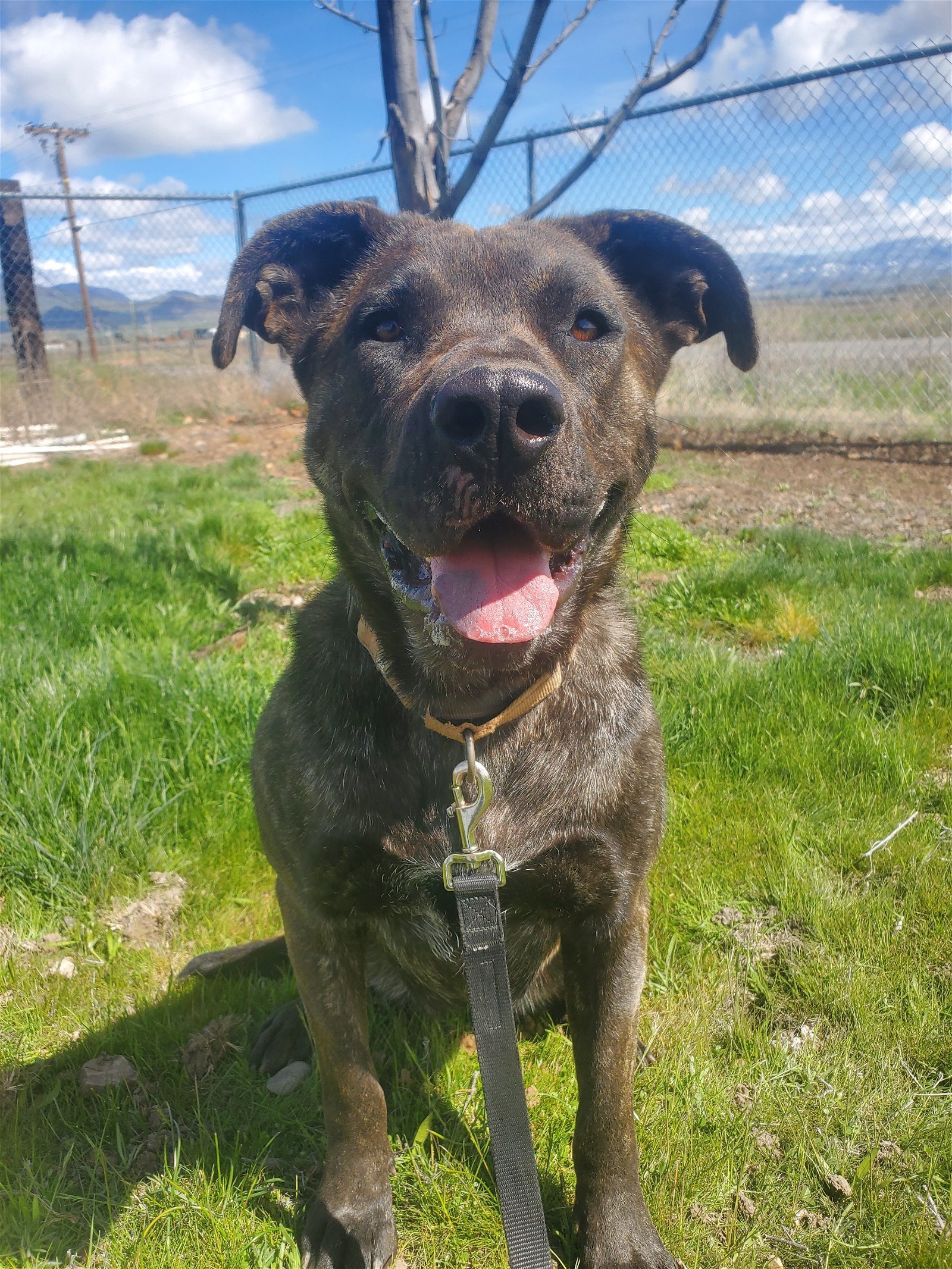 Bernadette, an adoptable Mastiff in Yreka, CA, 96097 | Photo Image 1