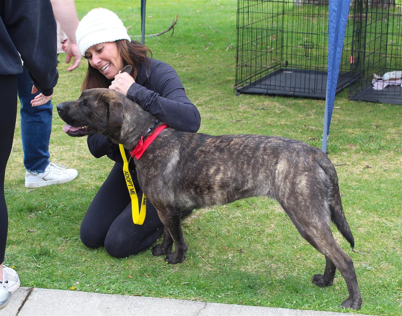 Bernadette, an adoptable Mastiff in Yreka, CA, 96097 | Photo Image 2