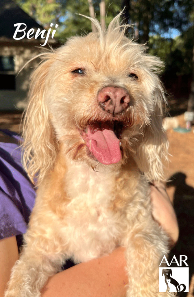 Benji, an adoptable Cockapoo, Cairn Terrier in Magnolia, TX, 77355 | Photo Image 2