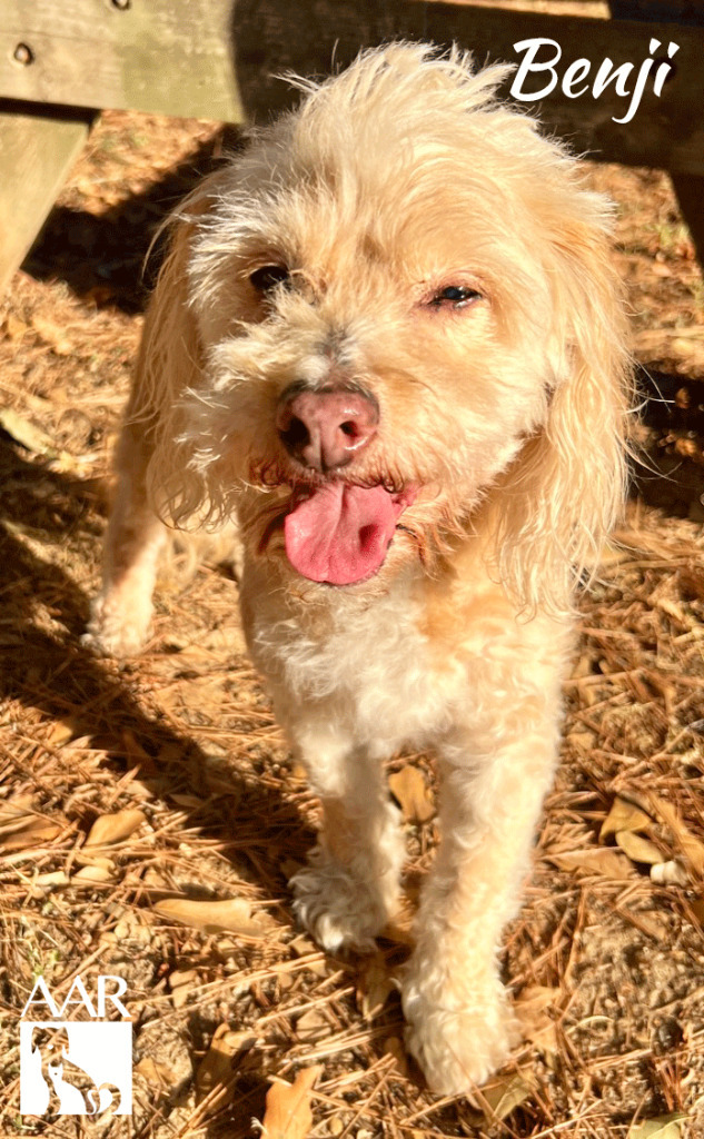 Benji, an adoptable Cockapoo, Cairn Terrier in Magnolia, TX, 77355 | Photo Image 3